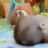 Bright Starts Játszószőnyeg Játékhíddal Wild Wiggles - Színes, Fejlesztő Aktivitás Játéktér Újszülött Kortól