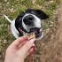 Fish4Dogs Love Lazacos Kockák Jutalomfalat Kutyáknak 85g, Szeretetteljes Halas Motivációhoz