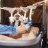 BabyOno Függő Játszószőnyeg Mosómedve - Újszülött Kortól, Fejlesztő Baba Tornaszőnyeg Függő Játékokkal