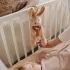 BabyOno Zenélő Játék C-Gyűrűn Nyuszi Karo Újszülött Kortól - Készségfejlesztő Játékhoz Vidám Babás Felfedezéshez