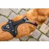 Curli Kutyahám Mágnessel Belka Comfort Black XS, 15-20kg – Kényelmes és Biztonságos Sétákhoz