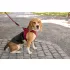 Curli Air-Mesh Csatos Kutyahám Piros M, 6-9kg, Könnyű és Ergonomikus Kivitel