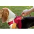 Curli Air-Mesh Csatos Kutyahám Piros M, 6-9kg, Könnyű és Ergonomikus Kivitel