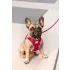 Curli Air-Mesh Ruby Kutyahám XL 12-18kg, Kényelmes Illeszkedéssel és Biztonságos Sétákhoz - NaturalBabyShop.hu termékkép