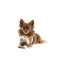 Curli Air-Mesh Light Tan Kutyahám 2XS 2-4kg, Kényelmes Illeszkedéssel és Biztonságos Sétákhoz - NaturalBabyShop.hu termékkép