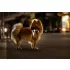 Curli Glow Reflective Szürke Kutyahám L 8-13kg, Kényelmes Illeszkedéssel és Biztonságos Sétákhoz - NaturalBabyShop.hu termékkép