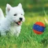 Nerf Dog Kék Sípoló Tüskés Labda Kutyáknak 6,9cm, Aktív Játékhoz és Apportozáshoz