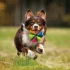 Nerf Dog Plüss Sípoló és Ropogós Labda Kutyáknak 15 Cm – Praktikus Választás Mindennapi Használatra