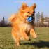 Nerf Dog Kutyajáték 3 Db Teniszlabda Sípoló Nélkül Nyomásálló Dobozban 6,5 Cm – Aktív Játékhoz és Lefárasztáshoz