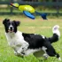 Nerf Dog Kutyajáték Nylon Plüss Kacsa Zörgő Szárnyakkal Dobálásra – 42 Cm – Aktív Játékhoz és Lefárasztáshoz