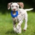 Nerf Dog Kutyajáték 3 Db Átlátszó Tüskés EXO Gyűrű 12,5 Cm – Aktív Játékhoz és Lefárasztáshoz