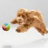 Nerf Dog Gumijáték Kutyáknak Szuper Visszapattanó Labda 9,5 Cm – Praktikus Választás Mindennapi Használatra