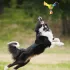 Nerf Dog Kutyajáték Háromszárnyú Repülő Színes Fogantyúval 20 Cm – Aktív Játékhoz és Lefárasztáshoz