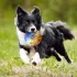 Nerf Dog Kutyajáték Sípoló Karika Színes Fogantyúval 15 Cm – Aktív Játékhoz és Lefárasztáshoz