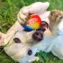 Nerf Dog Ajándék Szett – 30 Cm Kompakt Blaster és 2 Db Sípolás Nélküli Teniszlabda – Praktikus Választás Mindennapi Használatra