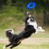 Nerf Dog Átlátszó Gumiból Készült Repülő Tányér 25 Cm – Praktikus Választás Mindennapi Használatra