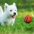 Nerf Dog Kutyajáték Tüskés Labda 9 Cm – Aktív Játékhoz és Lefárasztáshoz