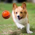 Nerf Dog Kutyajáték Tüskés Labda 9 Cm – Aktív Játékhoz és Lefárasztáshoz