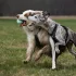 Explorer Dog Airball Türkiz 8 Cm – Praktikus Választás Mindennapi Használatra