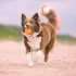 Explorer Dog Airball Pöttyös 8 Cm – Praktikus Választás Mindennapi Használatra