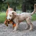 Explorer Dog Airball Kötélen Narancssárga 6,5 Cm – Praktikus Választás Mindennapi Használatra