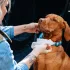 Explorer Dog 100% BIO Lebomló Nedves Törlőkendő 40 Db – Kíméletes Tisztítás Mindennapi Használatra