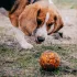 Explorer Dog Airball Tips 8 Cm – Praktikus Választás Mindennapi Használatra