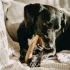 Explorer Dog Rágható Szarvasagancs Kutyáknak M Kemény, Tartós Természetes Rágóka Fogápoláshoz