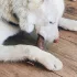 Explorer Dog Rágható Szarvasagancs XXL Puha – Természetes Rágási Élményhez