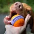 Explorer Dog Airball Dent 6 Cm – Praktikus Választás Mindennapi Használatra