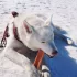 Explorer Dog Himalájai Csemege Áfonyával L – Kéznél Lévő Falatokhoz Kutyakiképzésnél