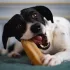 Explorer Dog Himalája Csemege Lenmaggal XXL – Kéznél Lévő Falatokhoz Kutyakiképzésnél