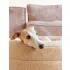 Explorer Dog Ortopéd Kutyafekhely Dognut S/M 76cm Sandy Beige – Ortopéd Kialakítással a Kényelmes Pihenéshez