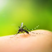 Rovar és kártevő riasztó